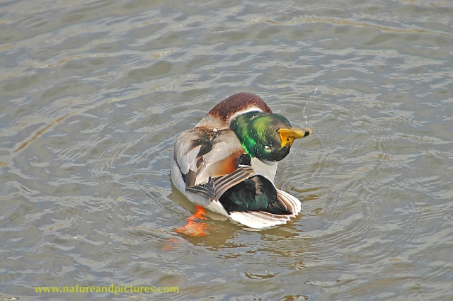 mallard, mallards, mallard duc-4.jpg - DRAKE MALLARD - EMSWORTH - 2006